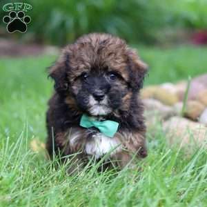 Frankie, Havapoo Puppy